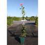 Rose 'Bantry Bay' (Climbing)