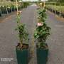 Rose 'Giardina' (Floribunda)
