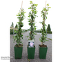 Rose 'New Dawn' (Climbing)