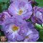 Rose 'Blue for You' (Floribunda Rose)
