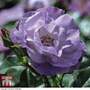 Rose 'Blue for You' (Floribunda Rose)