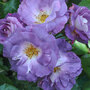 Rose 'Blue for You' (Floribunda Rose)