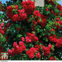 Rose 'Paul's Scarlet' (Climbing)