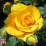 Rose 'Breeder's Choice Gold' (Hybrid Tea Rose)