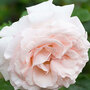 Rosa 'Madame Alfred Carriere' (Climbing Rose)