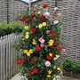 Rose '3-in-1' Collection (Climbing Rose)