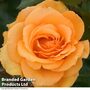 Rose 'Super Trooper' (Floribunda Rose)