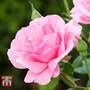 Rose 'Scented Double Pink'