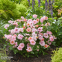 Rose 'Amirose'