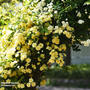 Rose banksiae 'Lutea' (Rambling Rose)