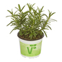 Rosemary officinalis 'Britania Compact'