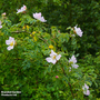 Burnet rose (Hedging)