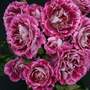 Rose 'Lets Celebrate' (Floribunda Rose)