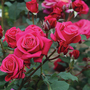 Rose 'Charisma'