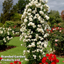 Rose 'Climbing Iceberg' (Climbing)