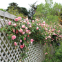 Rose 'Compassion' (Climbing)