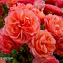 Rose 'Coral Garden' (Floribunda Rose)