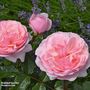 Rose 'Darling' (Floribunda)