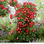 Rose 'Everglow Ruby' (Shrub)