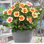 Rose 'Eye of the Tiger' (Shrub Rose)