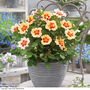 Rose 'Eye of the Tiger' (Shrub Rose)
