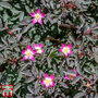 Red Leaf Rose (Hedging)