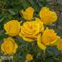 Rose 'Grandma's Rose' (Floribunda Rose)
