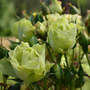 Rose 'Green With Envy' (Floribunda)
