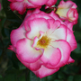 Rose 'Handel' (Climbing)