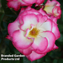 Rose 'Handel' (Climbing)