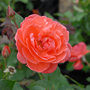 Rose 'Happy Anniversary' (Floribunda Rose)