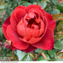 Rose 'Hot Chocolate' (Floribunda Rose)