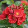 Rose 'Lots of Kisses' (Shrub Rose)