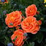 Rose 'Mango' (Floribunda)