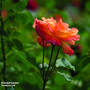 Rose 'Climbing Masquerade'