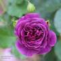 Rose 'Minerva' (Floribunda Rose)