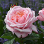 Rose 'Never Ending Story' (Hybrid Tea)