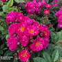Rose 'Perfumy Siluetta' (Rambling)