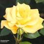Rose 'Precious Gold' (Floribunda Rose) - Gift