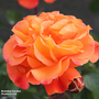 Rose 'Precious Amber' (Floribunda Rose)
