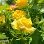 Rose 'Precious Gold' (Floribunda Rose)
