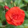 Rose 'Precious Love' (Floribunda Rose)