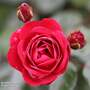 Rose 'Precious Ruby' (Floribunda Rose) - Gift