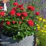 Rose 'Precious Ruby' (Floribunda Rose)