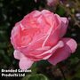 Rose 'Queen Elizabeth' (Floribunda Rose)