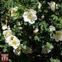 White Ramanas Rose (Hedging)