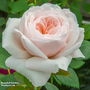Rose 'Sabrina' (Climbing)
