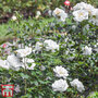 Rose 'Sea Foam' (Shrub Rose)