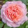 Rose 'Sweet Romantica' (Hybrid Tea)