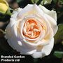 Rose 'Home Florist Timeless Cream' (Hybrid Tea Rose)